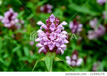 Rice Bogusa Rice Bogusa 22899179