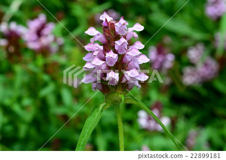 Rice Bogusa 22899181