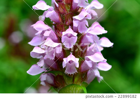 Rice Bogusa 22899182