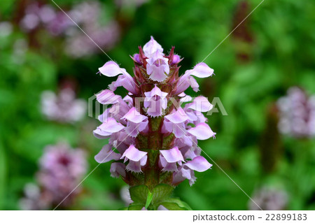 Rice Bogusa Rice Bogusa 22899183