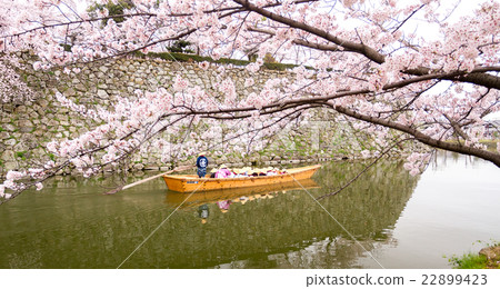 Tourism cruising watch sakura blossoms 22899423