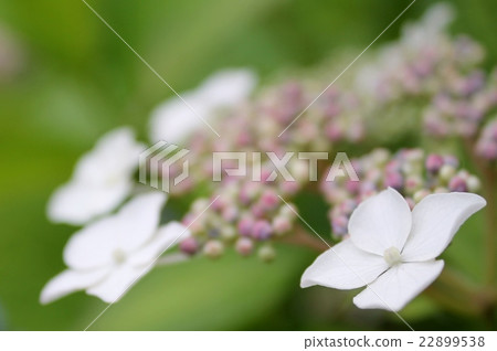 花繡球花 22899538