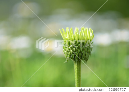 Echinacea (virgin) Echinacea (virgin) 22899727