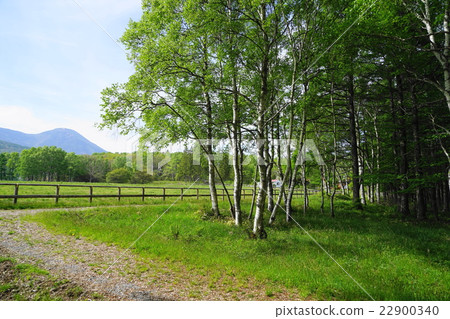 May Shirakaga Heights 03新鮮的綠色牧場和白樺樹 22900340
