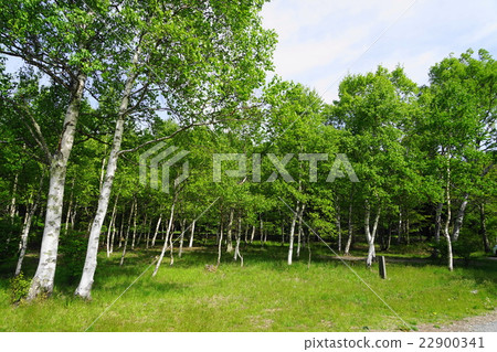 5月Shirakago Kogen 04新鮮的綠色樺樹森林 22900341