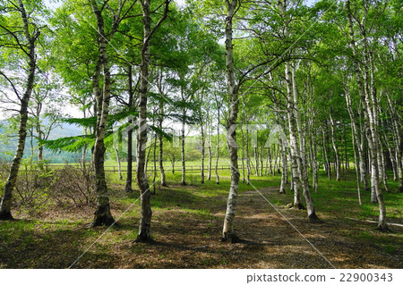 5月Shirakago Kogen 06新鮮的綠色樺樹森林 22900343