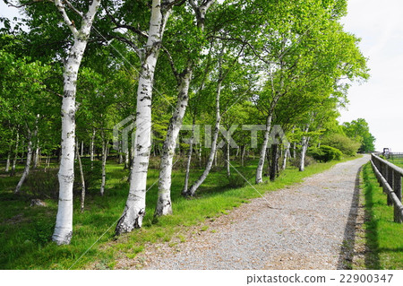 May Shirakago Heights 10 fresh green birch forest 22900347