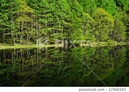 May Tateshina Highland 11 Fresh green shark pond May Tateshina Highland 11 Fresh green shark pond 22900383