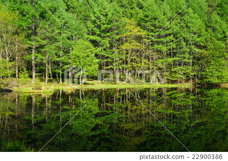 May Tateshina Kogen 14 New green's shooting pond 22900386