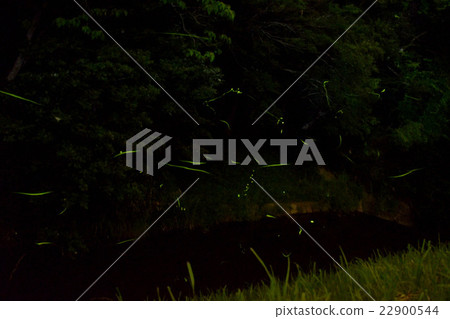 Okazaki City Torigawa firefly 22900544