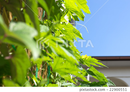 Living with green 22900551