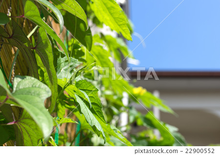 Living with green Living with green 22900552