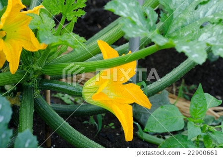 收穫附近的西葫蘆 收穫附近的西葫蘆 22900661