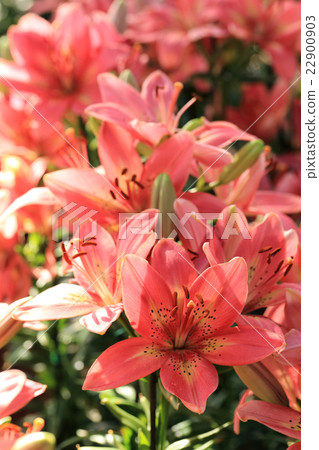 Pink lily flowers in summer garden. Pink lily flowers in summer garden. 22900903
