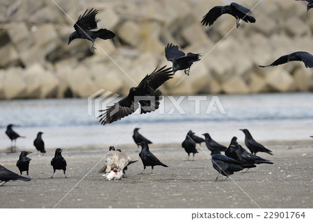 The falcon hayabusa during meal was surrounded by a crow! 22901764