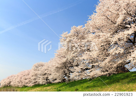 First row of cherry blossoms in full bloom Senbonzakura Okawara 22901923