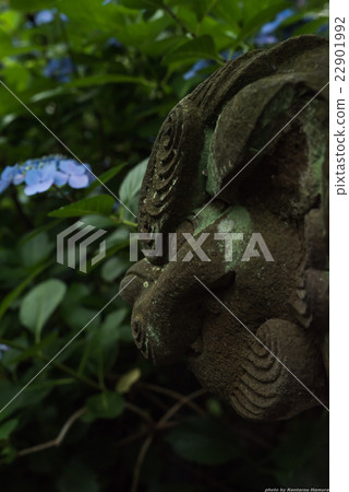 Takahata Fudosan's hydrangea 22901992