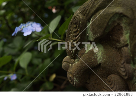Takahata Fudosan's hydrangea 22901993