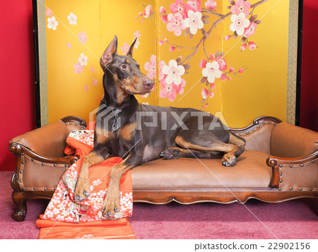 Gold folding screen and Doberman Gold folding screen and Doberman 22902156