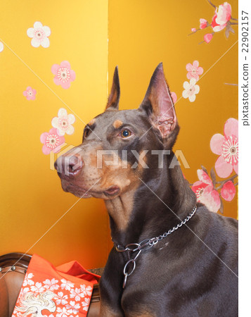 Gold folding screen and Doberman Gold folding screen and Doberman 22902157