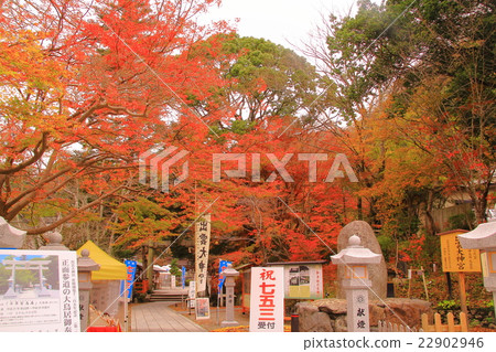 Autumn leaves of Izumo Ojinjinga (Kameoka city, Kyoto prefecture) 22902946
