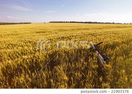 Summer outdoor photo e-bike in gold wheat field 22903376
