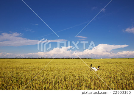 Summer outdoor photo e-bike in gold wheat field 22903390
