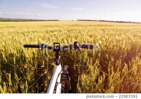 Summer outdoor photo e-bike in gold wheat field 22903391