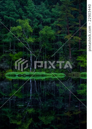 Shark pond (8) 22903440