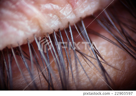 human female eye macro skin and eyelashes 22903597