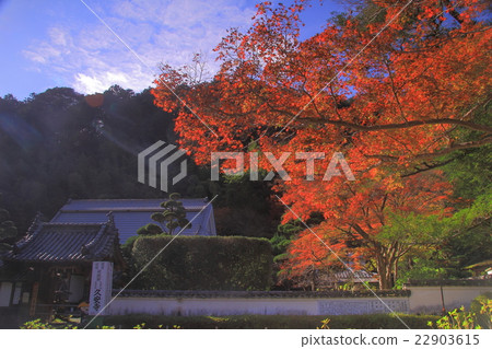 Autumn leaves of Kuanji (Osaka prefecture Ikeda city) 22903615