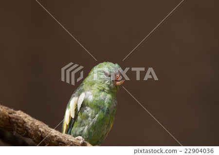 Close up of a parrot with an injured beak 22904036