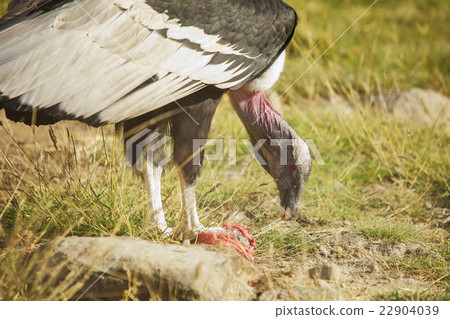 Condor Eating Lunch 22904039