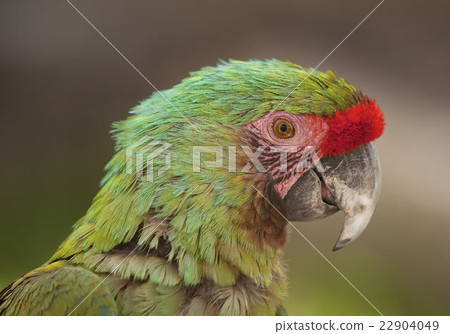 Profile of Macaw parrot 22904049