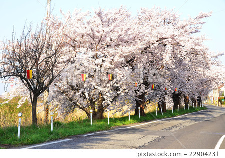 沿著Toriyano-gata（新潟市）的櫻花 22904231