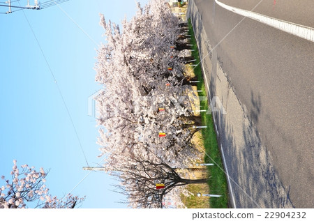 沿著Toriyano-gata（新潟市）的櫻花 22904232