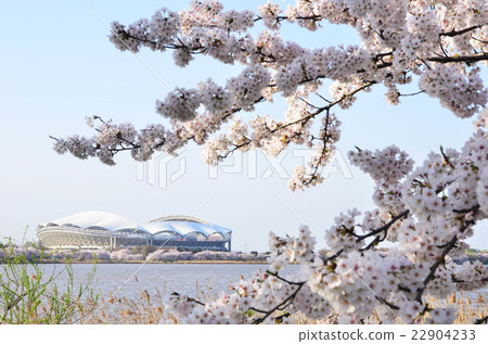 大天鵝和櫻花(新潟市) 大天鵝和櫻花(新潟市) 22904233