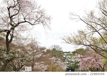Tokyo sightseeing information Imperial Palace Information · Cherry blossoms in front of Dry Gate at the Exit of the Imperial Drying Street · Horizontal Position Tokyo sightseeing information Imperial Palace Information · Cherry blossoms in front of Dry Gate at the Exit of the Imperial Drying Street · Horizontal Position 22904344