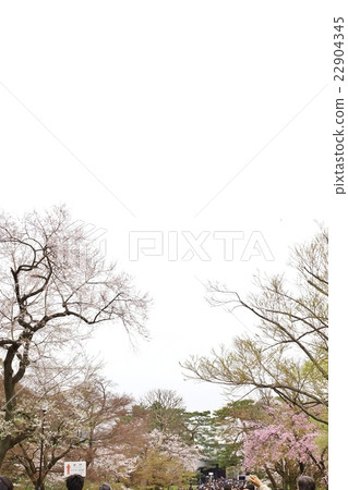 Tokyo sightseeing information Imperial Palace Information · Cherry blossoms in front of Dry Gate at the Exit of the Imperial Drying Street · Vertical Position Tokyo sightseeing information Imperial Palace Information · Cherry blossoms in front of Dry Gate at the Exit of the Imperial Drying Street · Vertical Position 22904345
