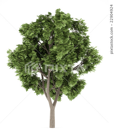 Sycamore maple tree isolated on white background - Stock Illustration ...