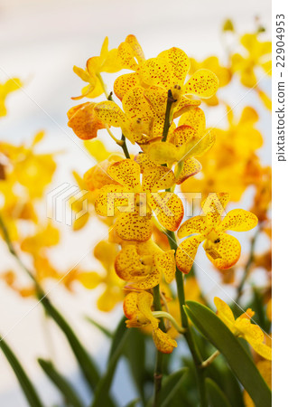Beautiful orchid Beautiful orchid 22904953