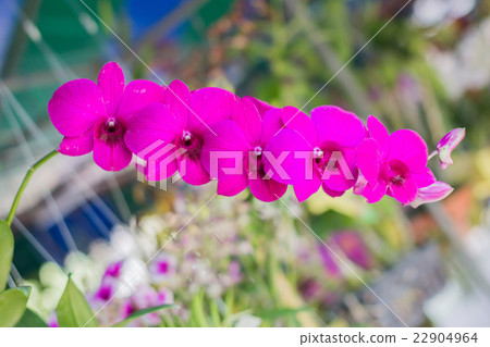 Beautiful orchid 22904964