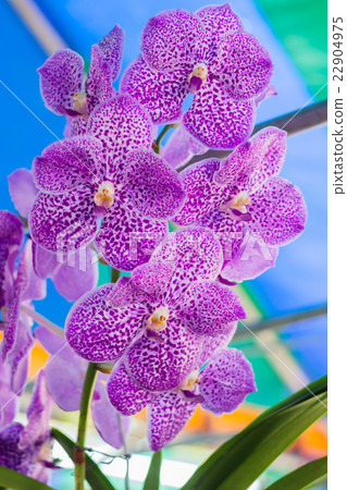 Beautiful orchid Beautiful orchid 22904975