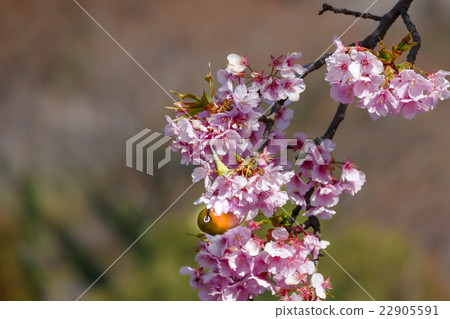 Kawazu Sakura Matsuda mountain mejiro Kawazu Sakura Matsuda mountain mejiro 22905591