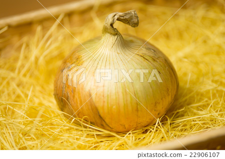 淡路島制洋蔥 22906107