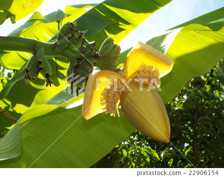 Banana cultivation is now available in Honshu Banana cultivation is now available in Honshu 22906154