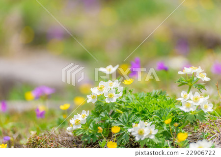 Alpine plant flower garden 22906722