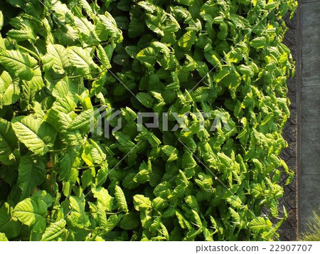 Ooita Dori advancing into wasteland and cultivation abandoned land 22907707