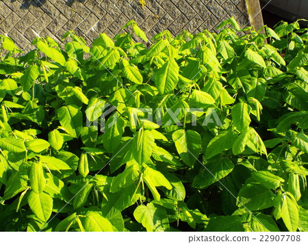 Ooita Dori進入荒地並耕種廢棄的土地 22907708