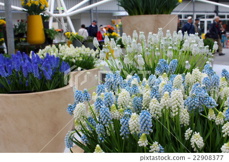Keukenhof Park Netherlands Keukenhof Park Netherlands 22908377